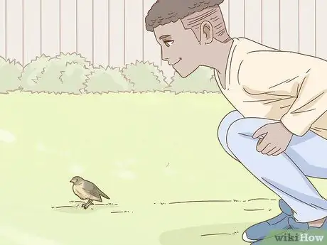 Помогите упавшему птенцу Шаг 7