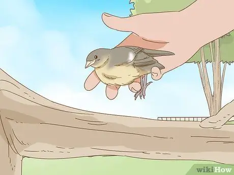 Помогите упавшему птенцу Шаг 9