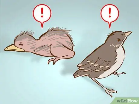 Помогите птенцу, выпавшему из гнезда Шаг 1