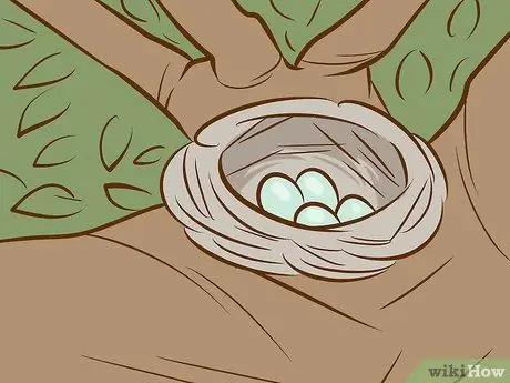 Помогите птенцу, выпавшему из гнезда Шаг 2