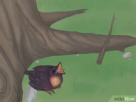 Выпуск диких птенцов, шаг 1