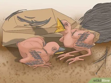 Выпуск диких птенцов, шаг 11