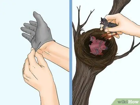 Выпуск диких птенцов, шаг 12