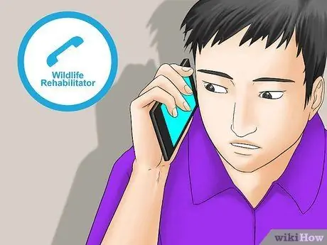 Выпуск диких птенцов, шаг 14