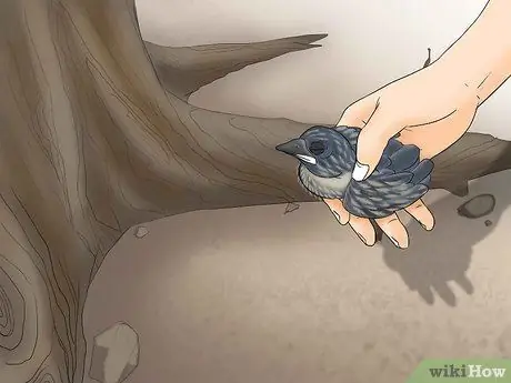 Выпуск диких птенцов, шаг 2