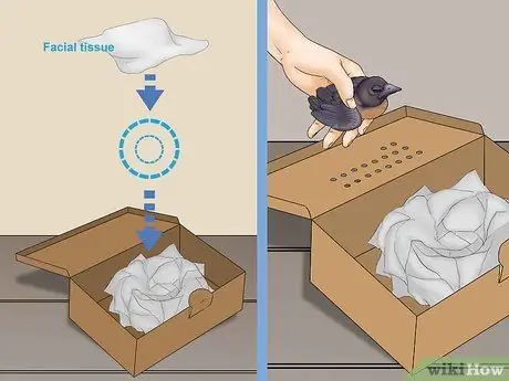 Выпуск диких птенцов, шаг 4