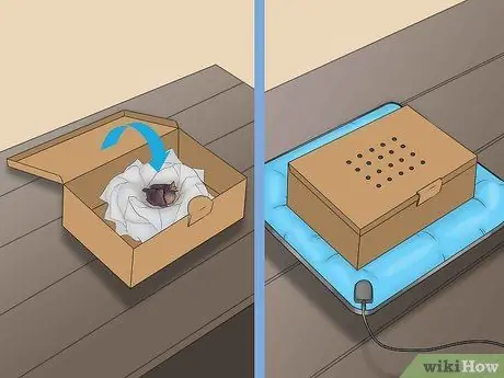 Выпуск диких птенцов, шаг 5