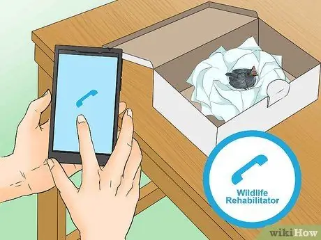 Выпуск диких птенцов, шаг 6