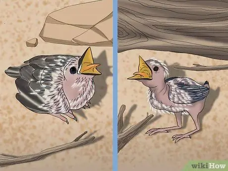 Выпуск диких птенцов, шаг 7