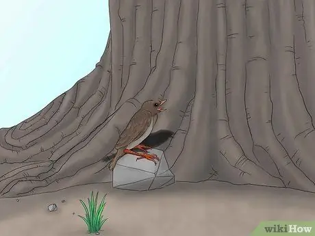 Выпуск диких птенцов, шаг 8