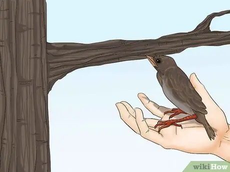 Выпуск диких птенцов, шаг 9