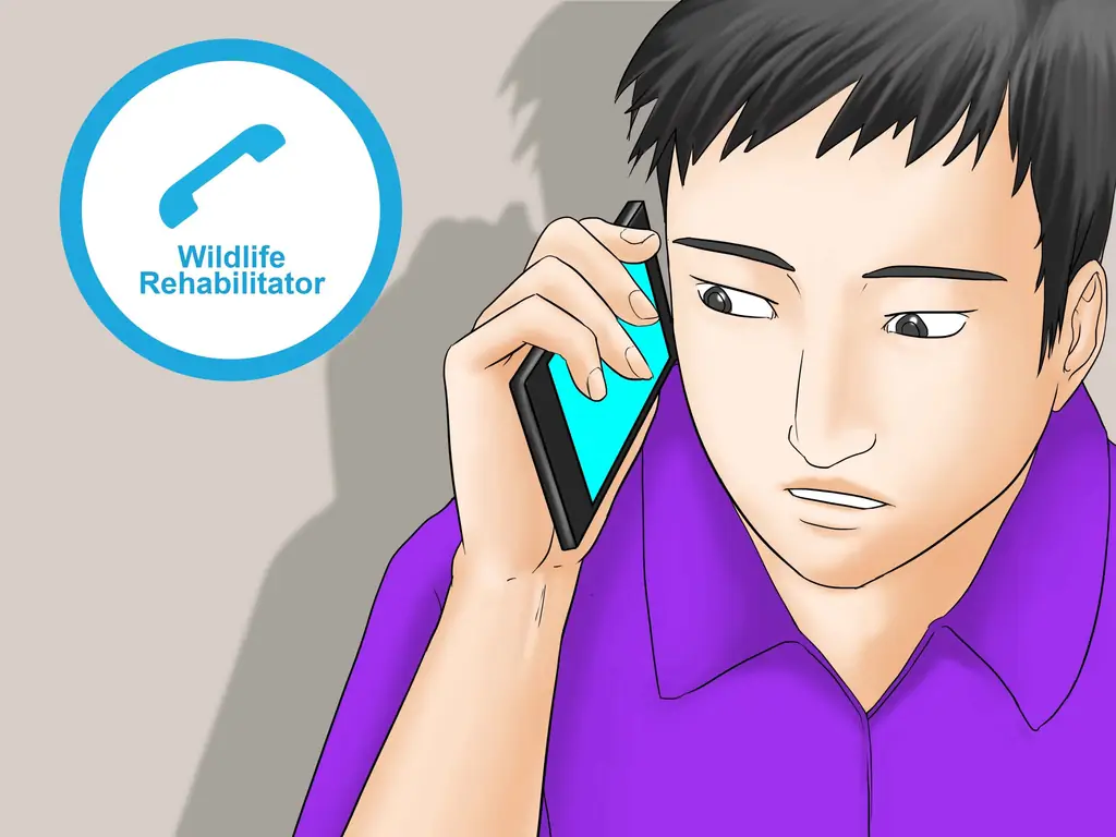 3 способа выпустить диких птенцов