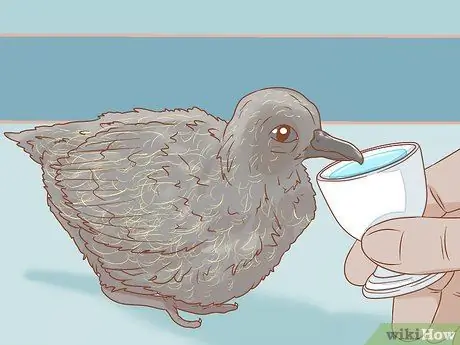 Покормить голубя Шаг 10