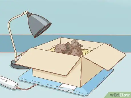 Покормить голубя Шаг 5