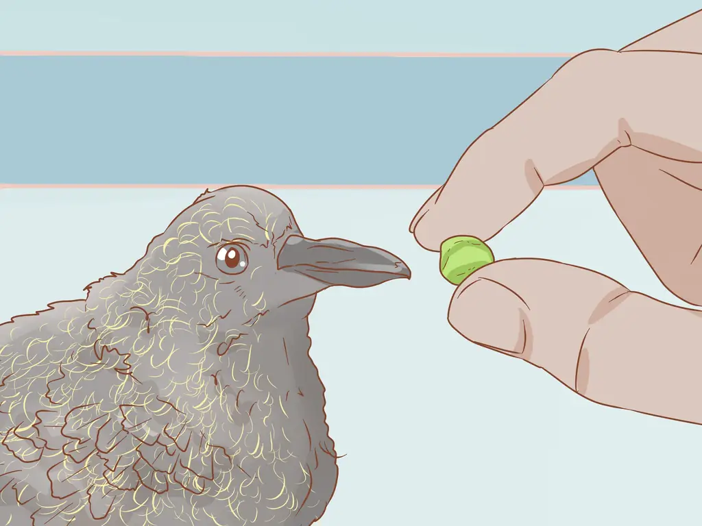 Легкие способы кормить голубя: 12 шагов (с картинками)