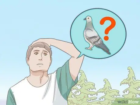 Дрессировка почтового голубя Шаг 10