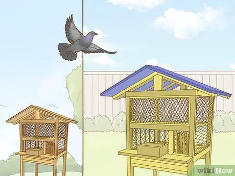 Дрессировка почтового голубя Шаг 11