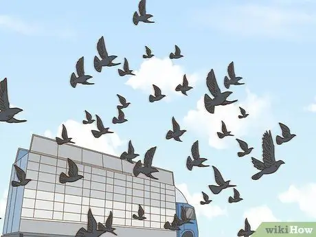 Дрессировка почтового голубя Шаг 16