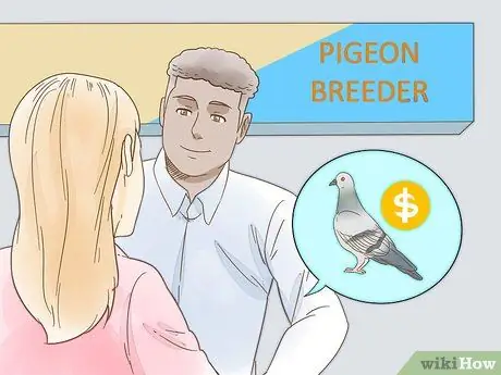 Дрессировка почтового голубя. Шаг 3