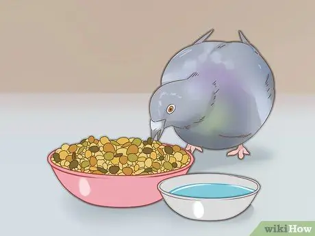 Дрессировка почтового голубя. Шаг 5