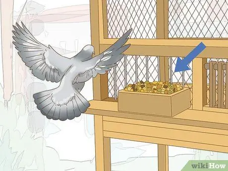 Дрессировка почтового голубя. Шаг 7