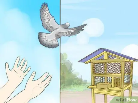 Дрессировка почтового голубя Шаг 8