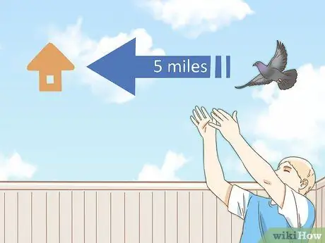 Дрессировка почтового голубя Шаг 9