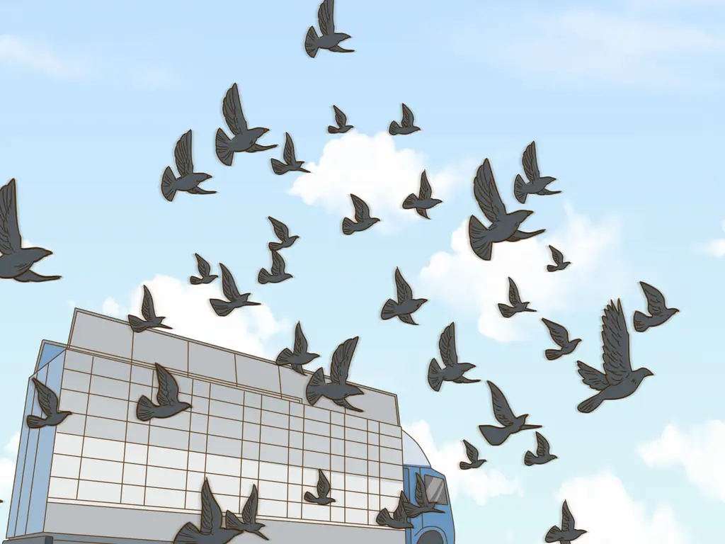 3 способа дрессировки почтового голубя