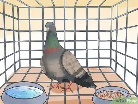 Держи голубя Шаг 11