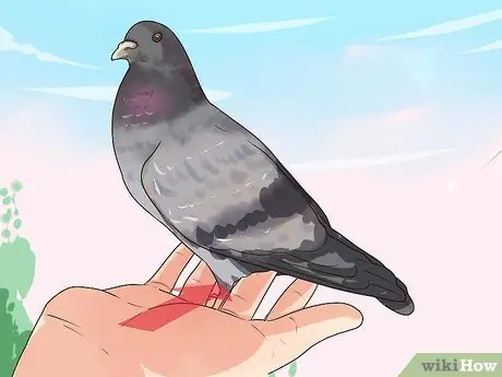 Держи голубя Шаг 3