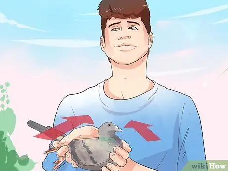 Держи голубя Шаг 5