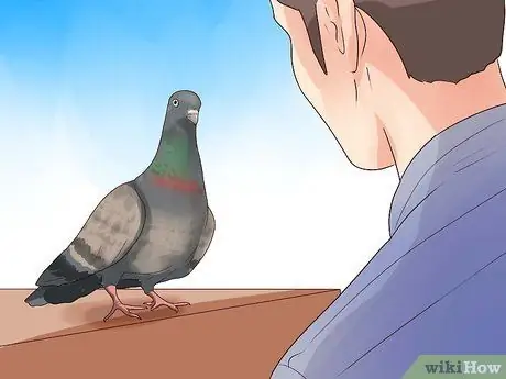 Держи голубя Шаг 7