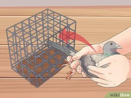 Держи голубя Шаг 9