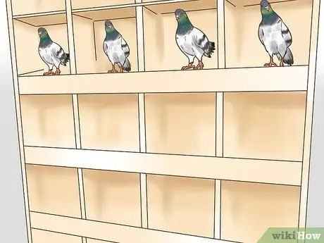 Используйте систему вдовства для обучения почтовых голубей Шаг 1