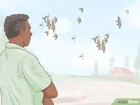 Используйте систему вдовства для обучения почтовых голубей Шаг 11