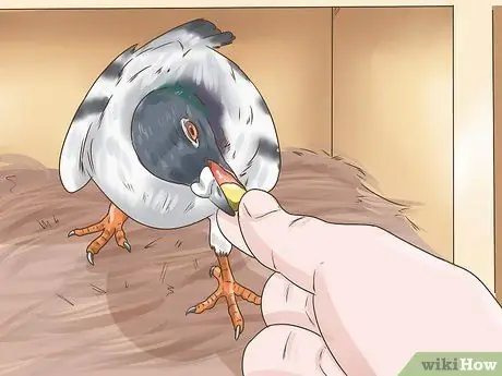 Используйте систему вдовства для обучения почтовых голубей Шаг 2