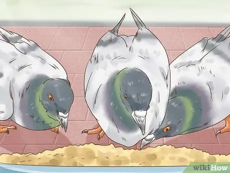 Используйте систему вдовства для обучения почтовых голубей Шаг 5