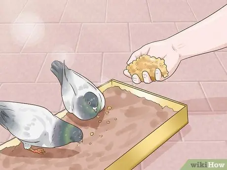 Используйте систему вдовства для обучения почтовых голубей Шаг 6