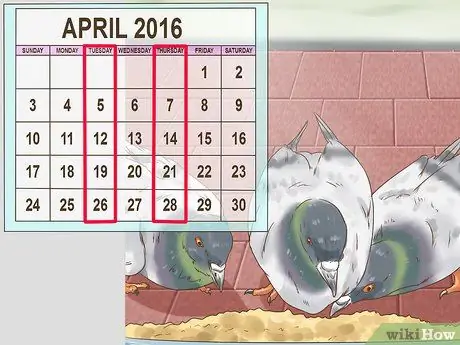 Используйте систему вдовства для обучения почтовых голубей Шаг 7