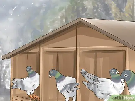 Используйте систему вдовства для обучения почтовых голубей Шаг 8