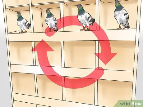 Используйте систему вдовства для обучения почтовых голубей Шаг 9