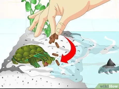 Посадить рыбу-сосунку в аквариум с черепахой Шаг 11