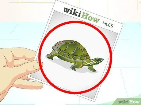 Посадить рыбу-сосунку в аквариум с черепахой Шаг 5