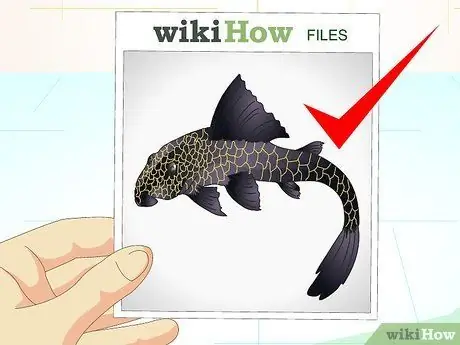 Посадить рыбу-сосунку в аквариум с черепахой Шаг 7