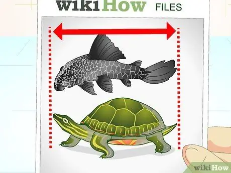 Посадить рыбу-сосунку в аквариум с черепахой Шаг 8