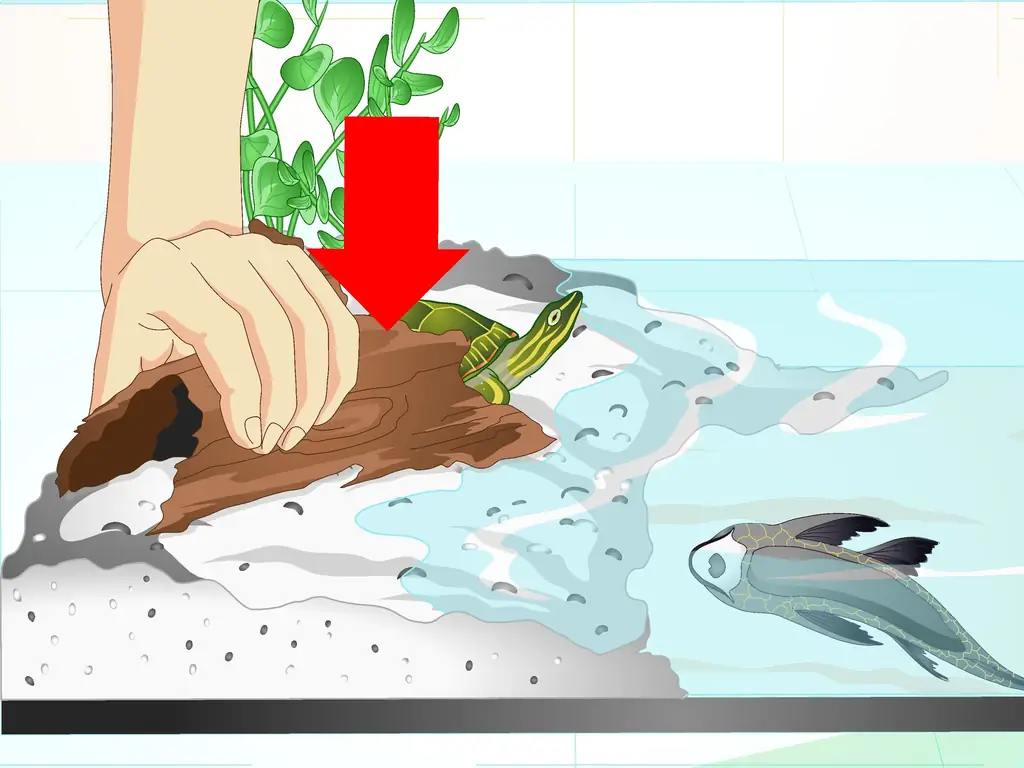 Как поместить рыбку-сосунку в аквариум с черепахой: 14 шагов