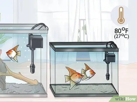 Порода рыба-ангел Шаг 11