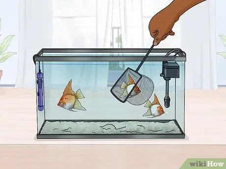 Порода морских ангелов Шаг 12