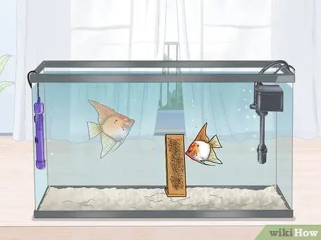 Порода рыба-ангел Шаг 14