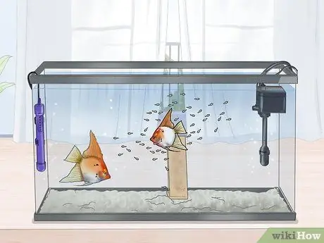 Порода морских ангелов Шаг 15